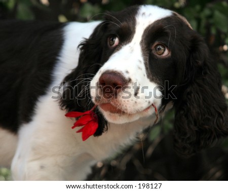Dog with a red flower