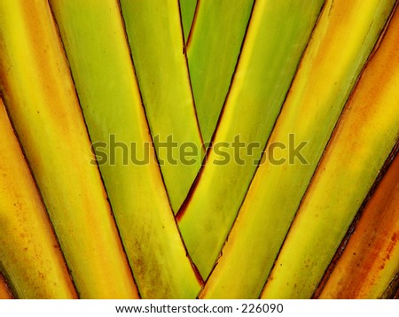 Colorful palm tree background