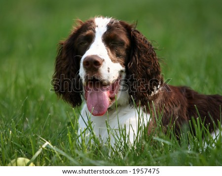 Happy dog (english springer spaniel) is resting in the grass