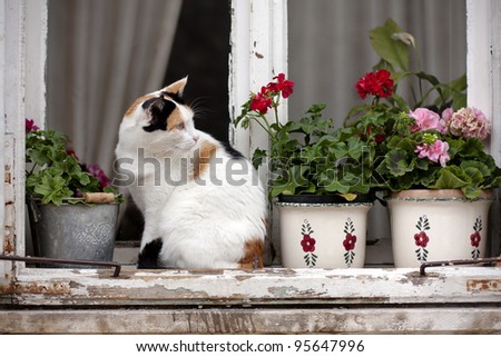 A white/spotted cat on an old window with flowerpots and vases.