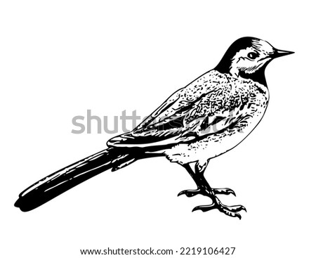 Vector black and white line art of wagtail bird side view illustration