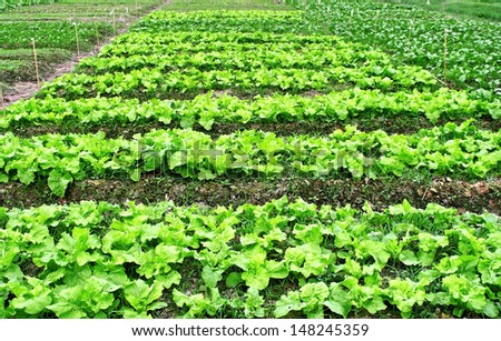 Agricultural industry. Growing vegetable on field. Green lettuce field