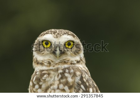 Portrait of owl looking at camera with piercing gaze