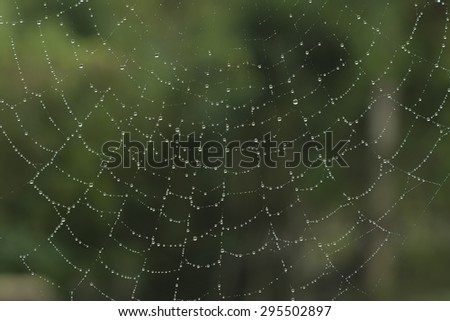 Cobweb with many shining droplets of water on green background