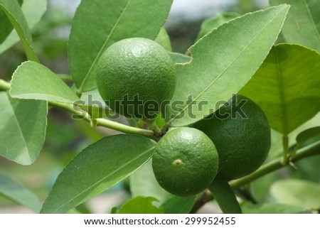 Lime fruit, Lime green tree hanging from the branches of it