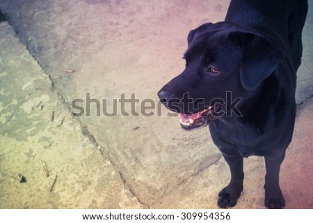 Black labrador dog with filter effect retro vintage style
