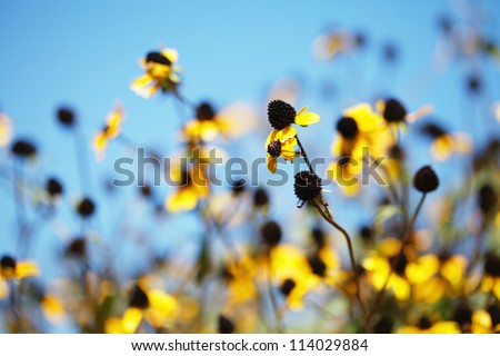 Bright yellow rudbeckia or Black Eyed Susan flowers