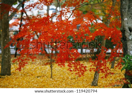 Japanese maple trees in the park, Kyoto, Japan.