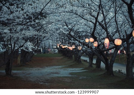 Japanese lanterns in the park full of sakura trees