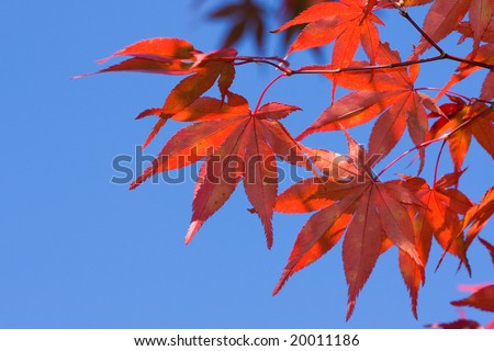 Japanese maple leaves against blue sky