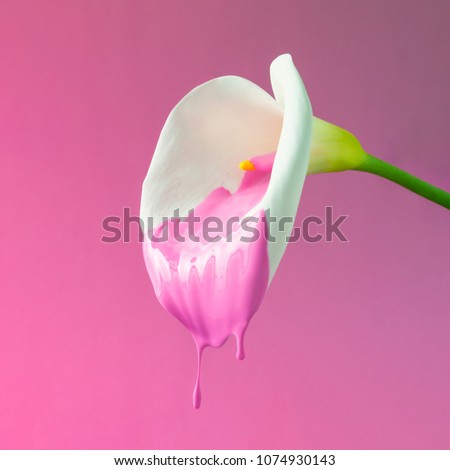 Image, Stock Photo Creative concept plant flower photo of tulip in the form of a light bulb. Eco light on colored background. Ecology, thinking concept