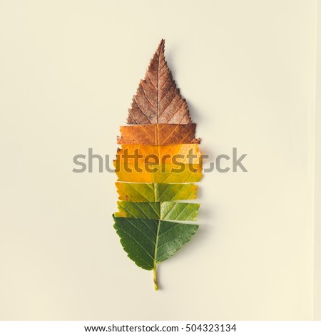 Similar – Image, Stock Photo Aerial View. Spring Dry Grass Burns During Drought Hot Weather. Bush Fire And Smoke In Forest. Wild Open Fire Destroys Grass. Nature In Danger. Ecological Problem Air Pollution. Natural Disaster.