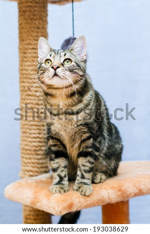 Tabby cat sits on a cat tower on a blue background