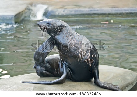 Itchy fur seal with closed eyes from pleasure
