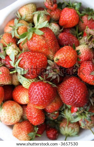 The ripe red strawberry a source of vitamins, is very useful to children and adults