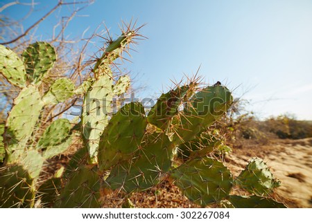 flat cactus with long thorns growing on dry land, among the dry plants and sand