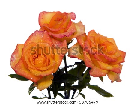 Orange flower rose with glorious green leaves