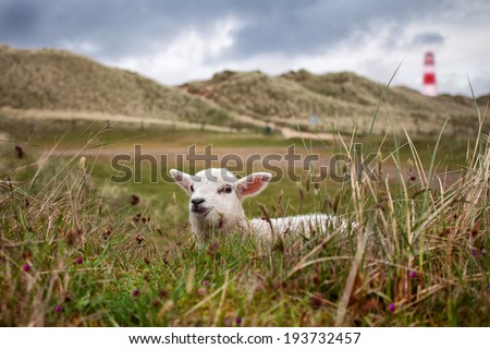 Little lamb in a nordic landscape with dunes and grass