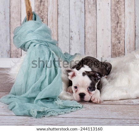 cute Little puppy dog - French bulldog - on fluffy blanket