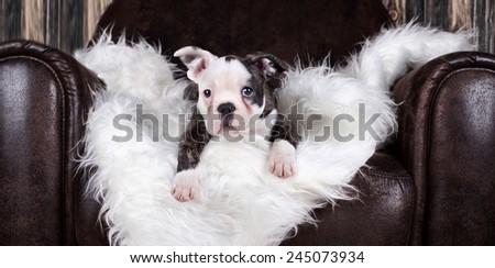 french bulldog lying on a executive brown chair on fluffy blanket