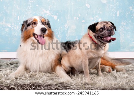 Two dogs - Australian Shepherd and pug dog on fluffy blanket