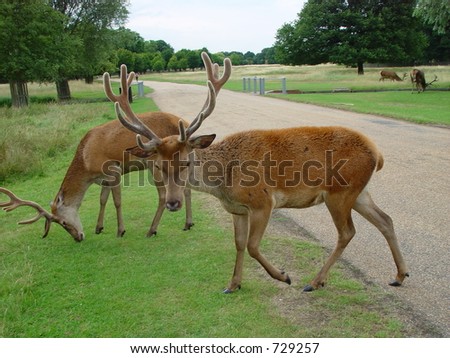 deer in park crossing road