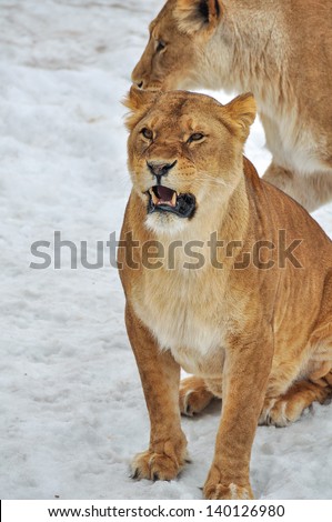 lions in the snow