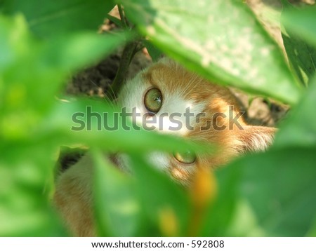 Little cat looking trough blurred green leafs