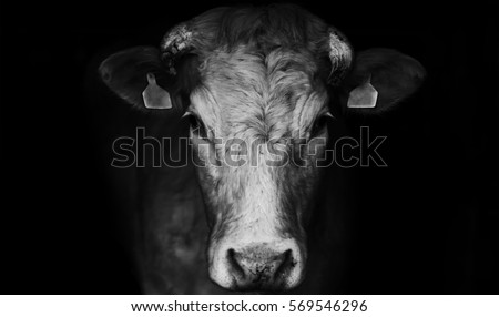 Similar – Image, Stock Photo young brown cow calf lies in the straw