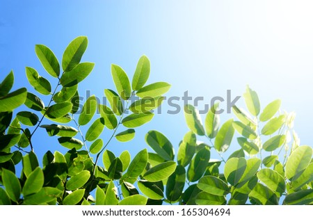 green leave on blue sky