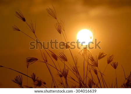 silhouette of flower against a sunset