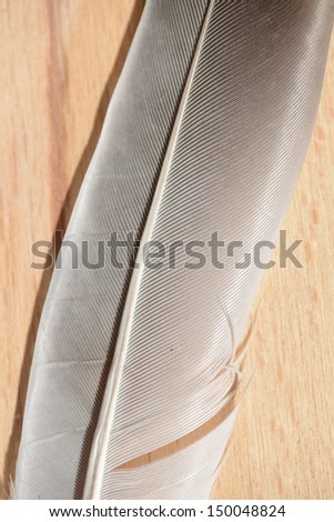 feather on brown board