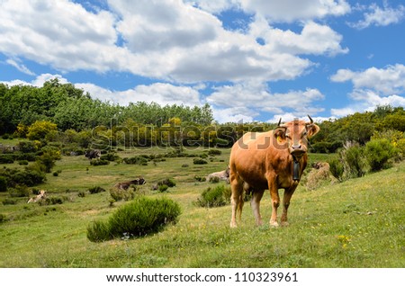 Herd of cows graze and rest in nature.