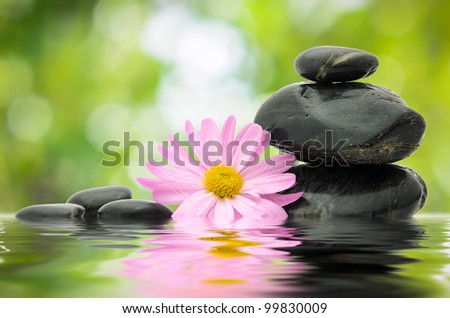 Nature zen balance and spa concept. Pink flower and black pebbles on clean water. Copy space.