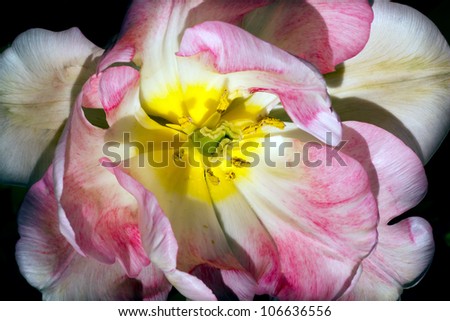 Pink White Tulip Flower Open Skagit Valley Farm Washington State Pacific Northwest