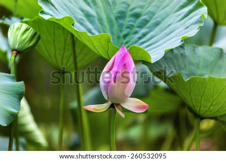 Pink Lotus Bud  Lily Pads Close Up  Lotus Pond Temple of the Sun Beijing China