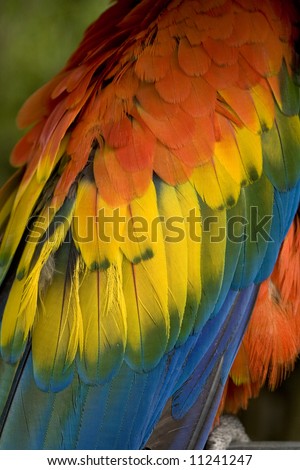 Scarlet Macaw Blue, Red, Yellow and Green Feathers Close Up and Beautiful