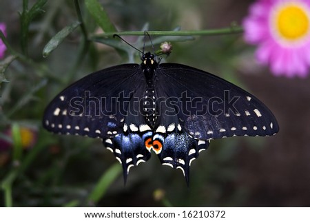 Black Blue and Red Spicebush Swallowtail Butterfly Papilio troilus Hanging from Branch  with Pink Flower in Background