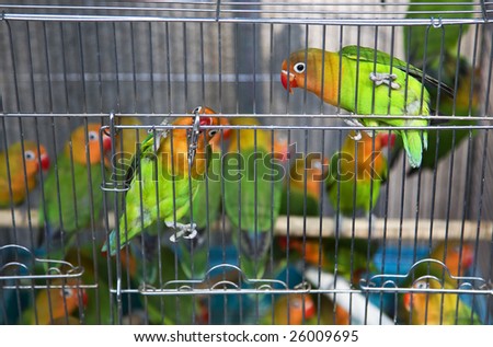 Green Yellow Parrots Hong Kong Bird Market Black and White Eyes Looking at You