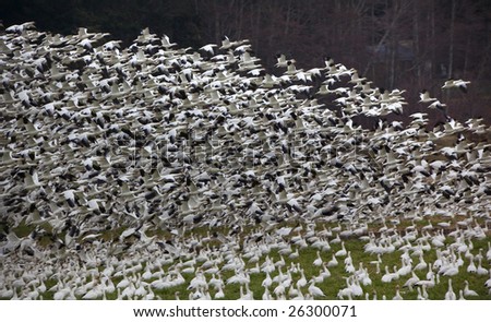 Thousands of Snow Geese Taking Off and Flying When snow geese see or hear a threat, they all take off together