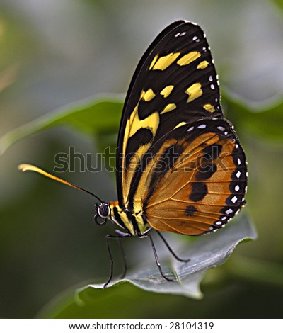 Large Tiger Monarch Butterfly, Lycorea Cleobaea, sitting on green leaf with wings folded Macro
