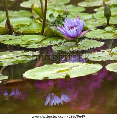 Blue Water Lily Flowers and Pads