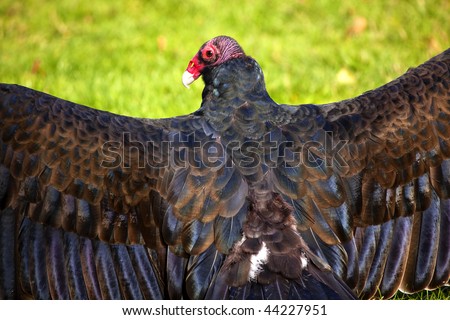 Turkey Vulture Red Head Wings Spread Drying in the Sun Black Feathers dandruff  Naked Red Head so it can eat decaying material without getting the bacteria