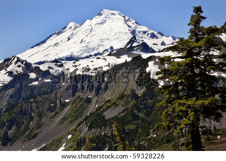 Mount Baker Large Evergreen from Artist Point  Mount Baker Highway Snow Mountain Washington State Pacific Northwest