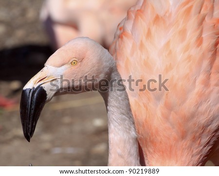 Pink Chilean Flamingo Black Beak, Yellow Eye, Phoenicopterus chilensis, white and pink feathers