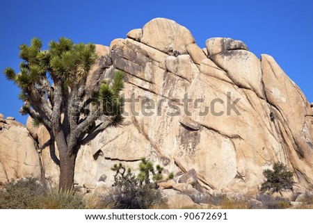 Rock Climb Joshua Tree Big Rocks Yucca Brevifolia Mojave Desert Joshua Tree National Park California Named by Mormon Settlers for Joshua in Bible because the branches look like outstretched hands