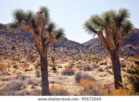 Joshua Trees Landscape Yucca Brevifolia Mojave Desert Joshua Tree National Park California Named by the Mormon Settlers for Joshua in the Bible because the branches look like outstretched hands