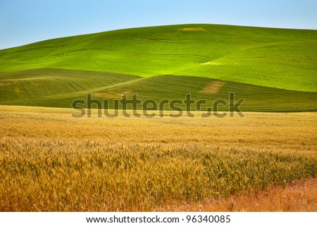 Ripe Green Yellow Wheat Fields Ready for Harvest Palouse Washington State Pacific Northwest
