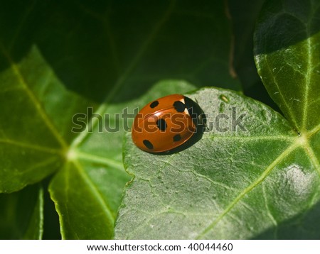 Closeup of a lady bug on a leaf spring summer background