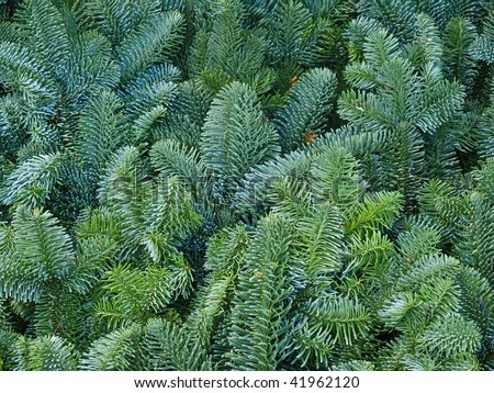 Closeup of Christmas pine fir tree branches background